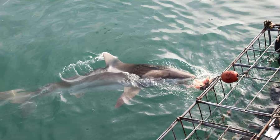Cape Town: Shark Cage Diving Tour (with Breakfast & Lunch) - Suited up for the cage encounter: what happens in 10 to 30 minutes