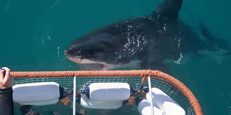 Cape Town: Shark Cage Diving Tour (with Breakfast & Lunch) - Price and value for $278: what you’re paying for, and what costs extra