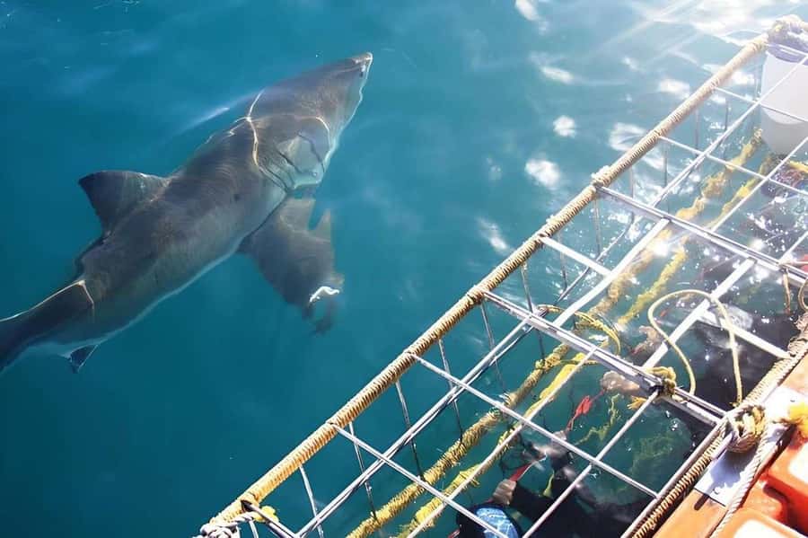 Cape Town: Shark Cage Diving Tour (with Breakfast & Lunch) - Should you book this Cape Town shark cage tour?