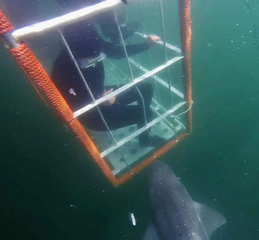 Cape Town: Shark Cage Diving with Snacks and Soft Drinks - Key highlights to know before you go
