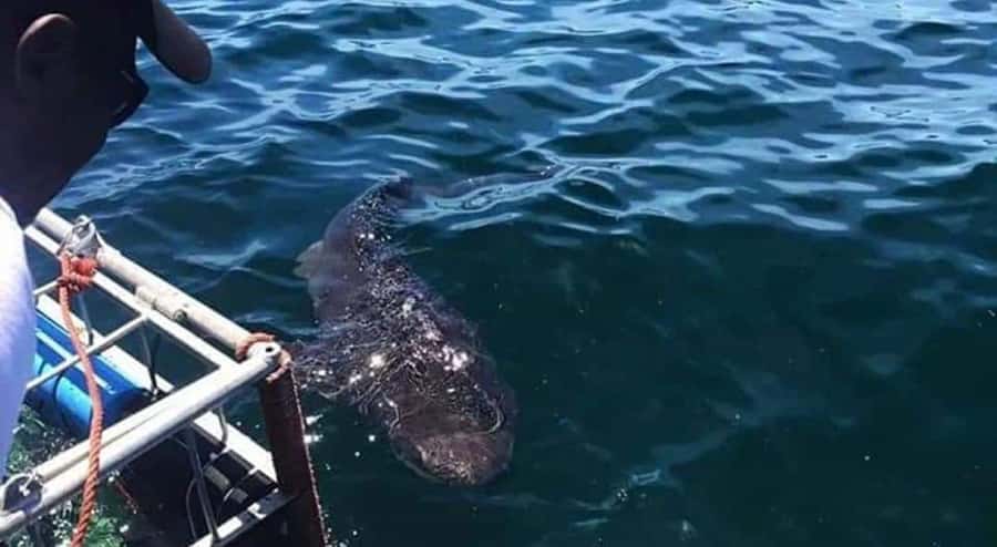 Cape Town: Shark Cage Diving with Snacks and Soft Drinks - Price and value at about $233 per person