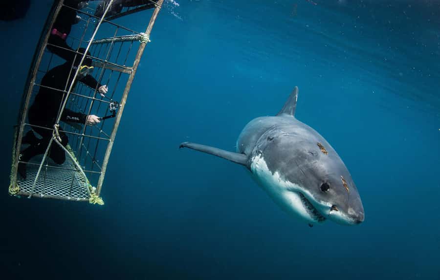 Cape Town: Shark Cage Diving with Snacks and Soft Drinks - Shark cage encounter in False Bay, the 4-hour flow