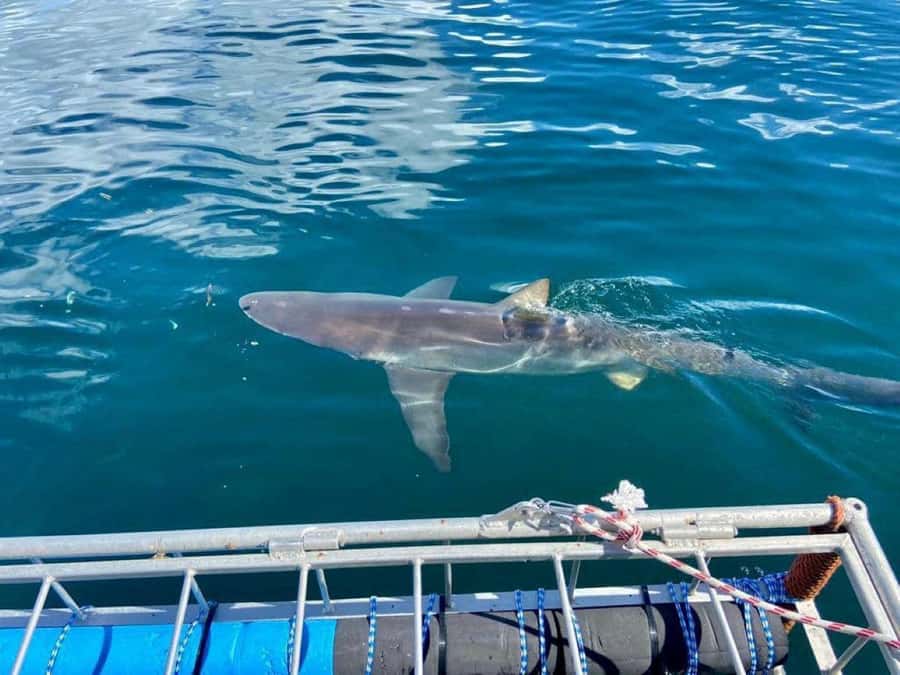 Cape Town: Shark Cage Diving with Snacks and Soft Drinks - The boat ride spotting game, dolphins, penguins, and seals