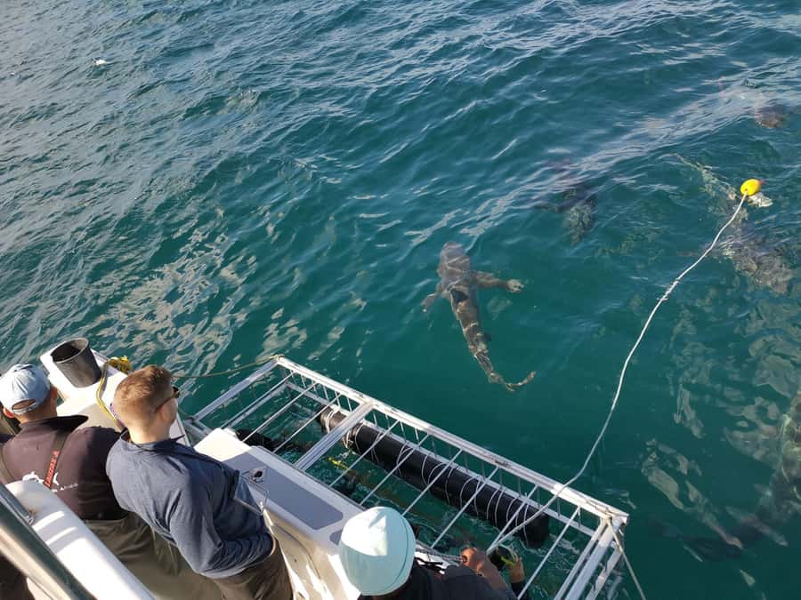 Cape Town: Shark Cage Diving with Snacks and Soft Drinks - Safety briefing and cage setup, what you actually do
