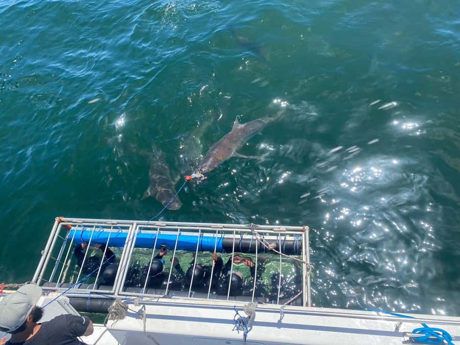 Cape Town: Shark Cage Diving with Snacks and Soft Drinks - Underwater time with bronze whaler sharks, what to look for