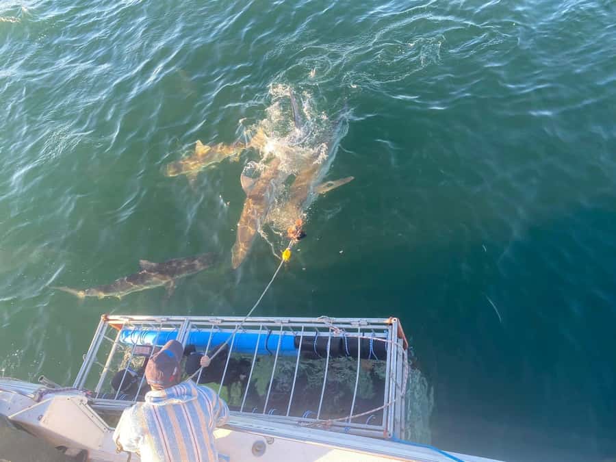 Cape Town: Shark Cage Diving with Snacks and Soft Drinks - Comfort and warm-up, sandwiches and hot drinks do matter