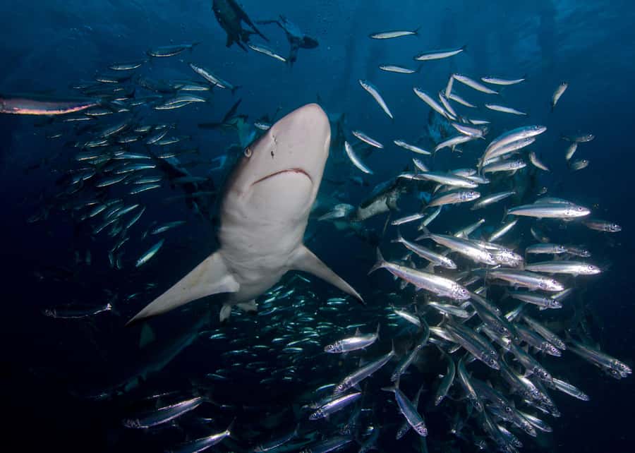 Cape Town: Shark Cage Diving with Snacks and Soft Drinks - Water visibility varies, so plan for the full experience