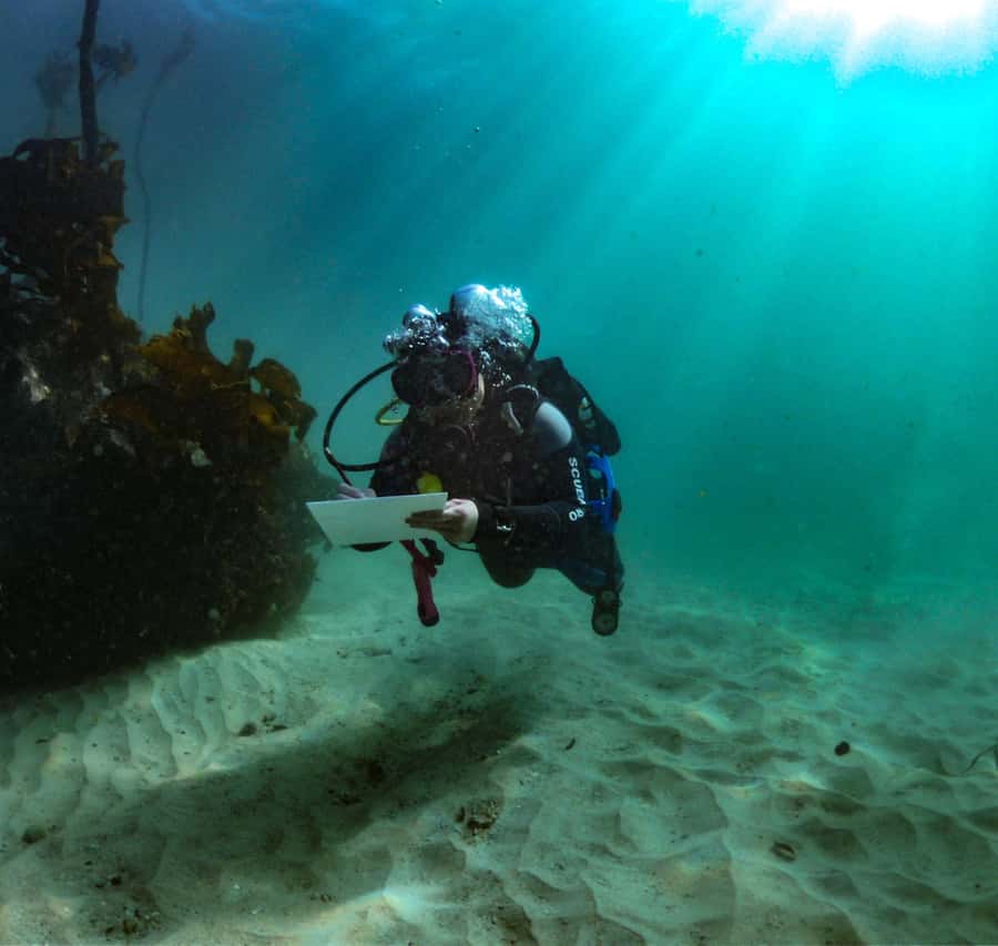 Cape Town: Shark Science SCUBA Diving Experience - Key things that make this shark-science scuba session worth it