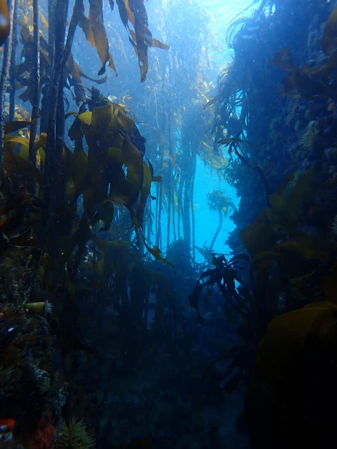 Cape Town: Shark Science SCUBA Diving Experience - Cape RADD and the Great African Sea Forest angle
