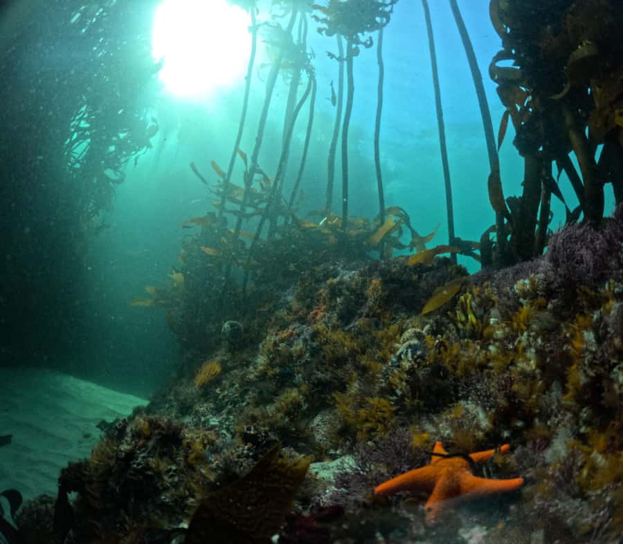 Cape Town: Shark Science SCUBA Diving Experience - Before the main underwater work, you get acclimated
