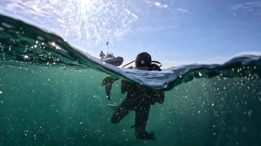 Cape Town: Shark Science SCUBA Diving Experience - Contributing data: Fin Spotter shark photos and fish abundance slates