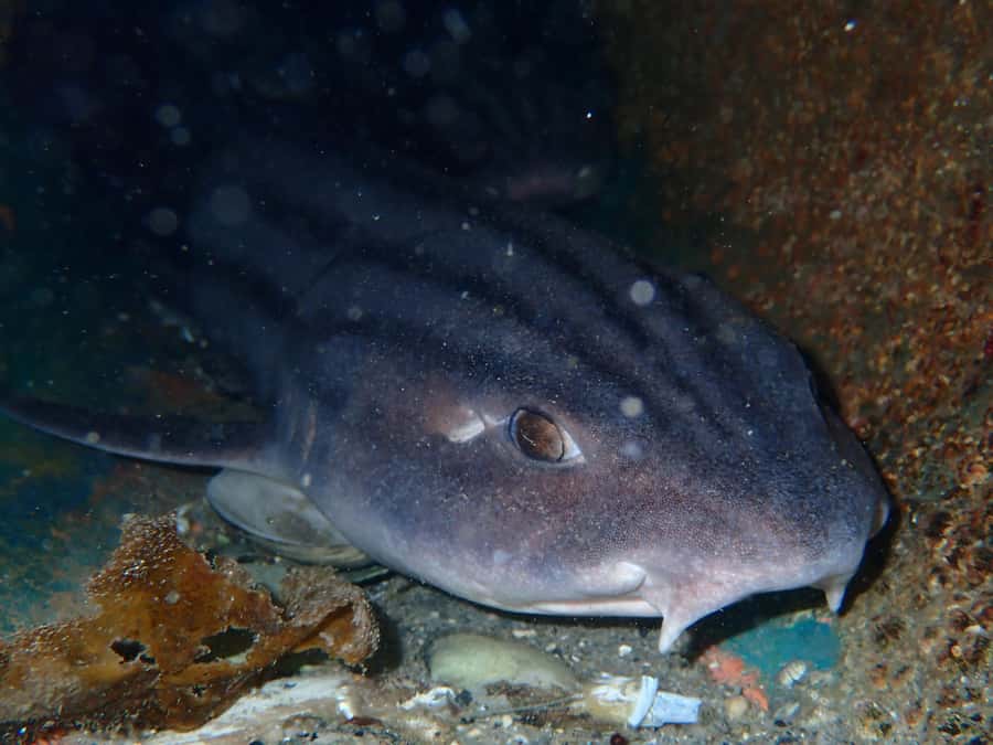 Cape Town: Shark Science SCUBA Diving Experience - Who you are diving with matters: marine biologists and small-group attention