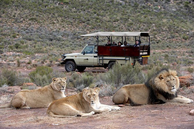 Cape Town Shore Excursion: Big Five Game Reserve from Cape Town - Big Five Safari Energy, With A Cruise-Ready Schedule