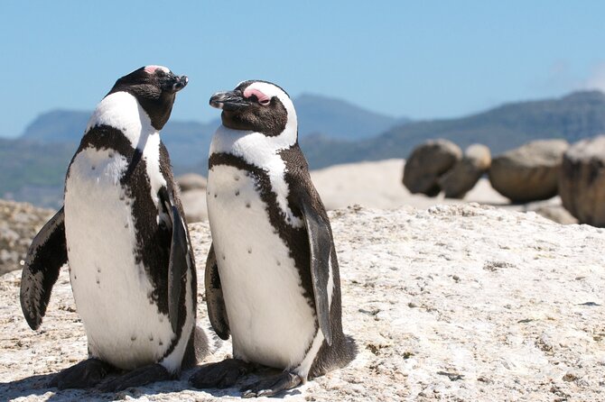 Cape Town Shore Tour: Table Mountain, Penguin & Cape Point - Bo-Kaap and Cape Malay Food Without the Guesswork