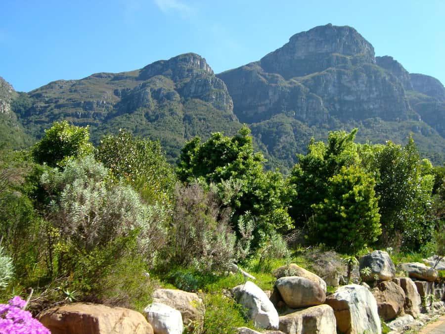 Cape Town: Skeleton Gorge and Kirstenbosch Gardens Hike - Skeleton Gorge and Kirstenbosch, a Table Mountain hike for people who like details