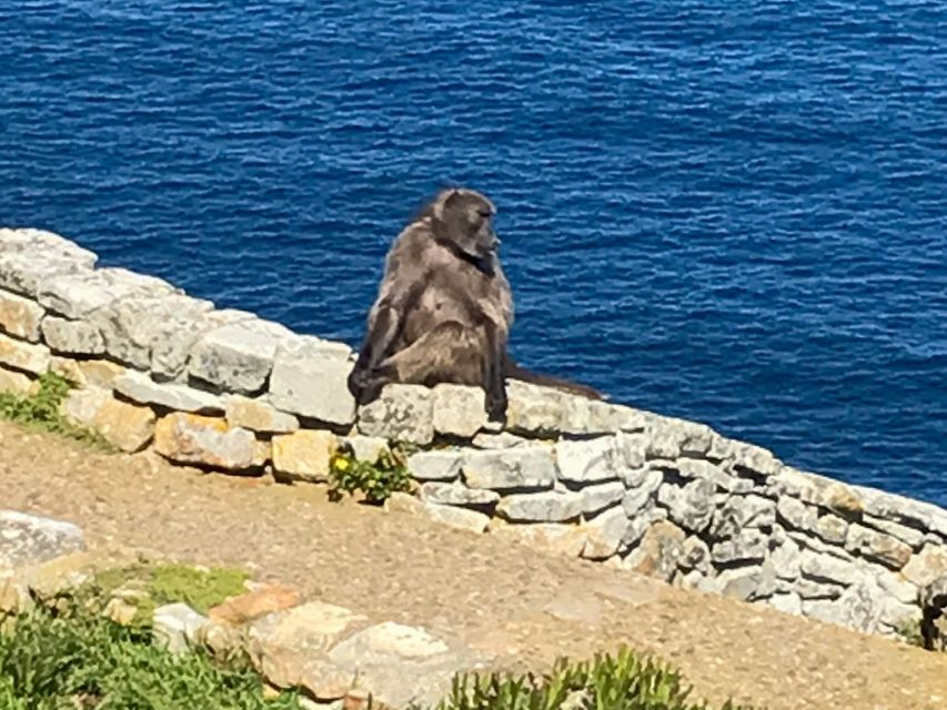 Cape Town: Some Attractions of the Cape (private & exclusiv) - Price and value: what you really get for $491