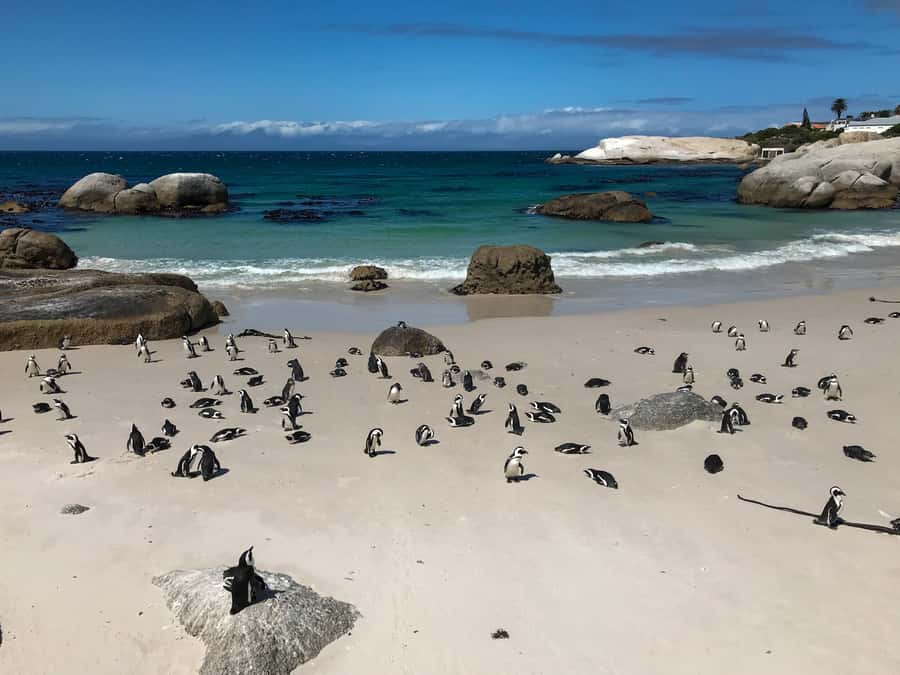 Cape Town: Some Attractions of the Cape (private & exclusiv) - Practical tips for a smooth 8 hours
