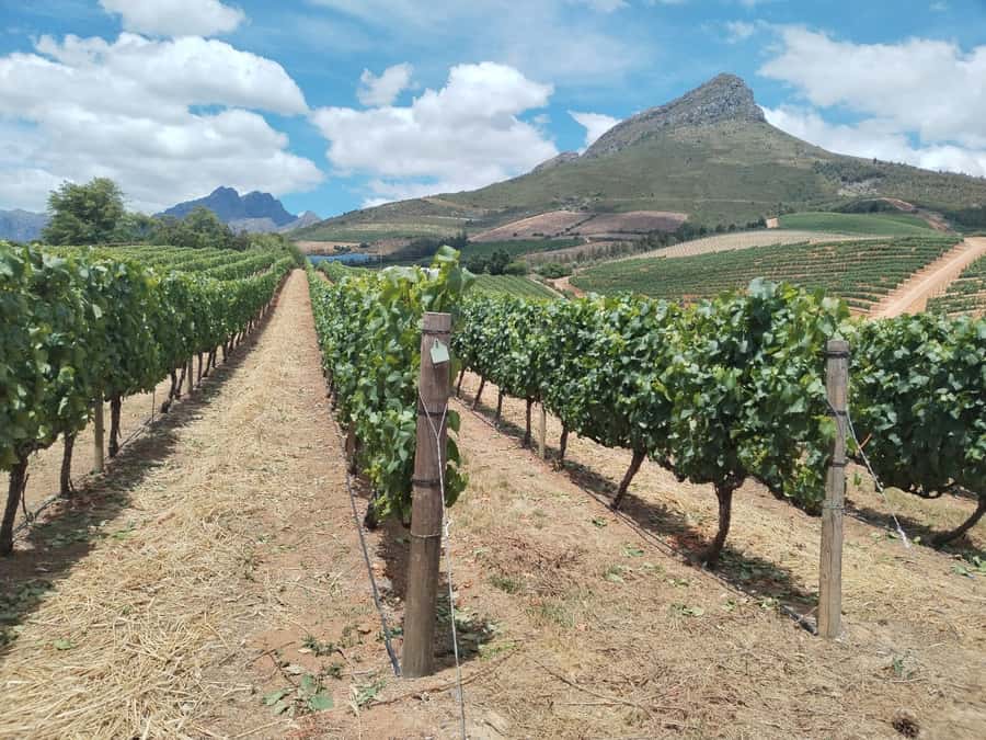 Cape Town: Stellenbosch, Franschhoek, Wine Tasting and Tram - Key things to love on this Cape Winelands day