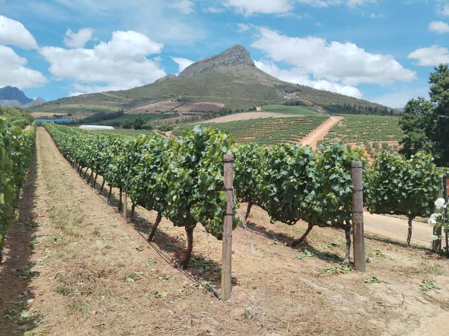 Cape Town: Stellenbosch, Franschhoek, Wine Tasting and Tram - Morning drive out of Cape Town, past Langa and famous film scenes