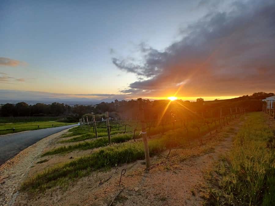 Cape Town: Stellenbosch Wine Half-Day Tour - Key Points You Should Know Before You Go