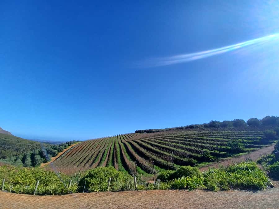 Cape Town: Stellenbosch Wine Half-Day Tour - Half-Day Winelands, Real Guidance, Not Just Wine Sipping