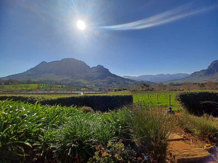 Cape Town: Stellenbosch Wine Half-Day Tour - Passing Townships, Then Turning Toward Stellenbosch