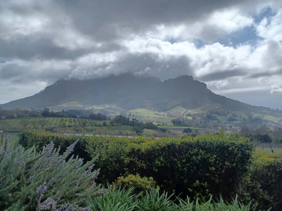 Cape Town: Stellenbosch Wine Half-Day Tour - A Quick Feel for Stellenbosch Town Before the Tastings