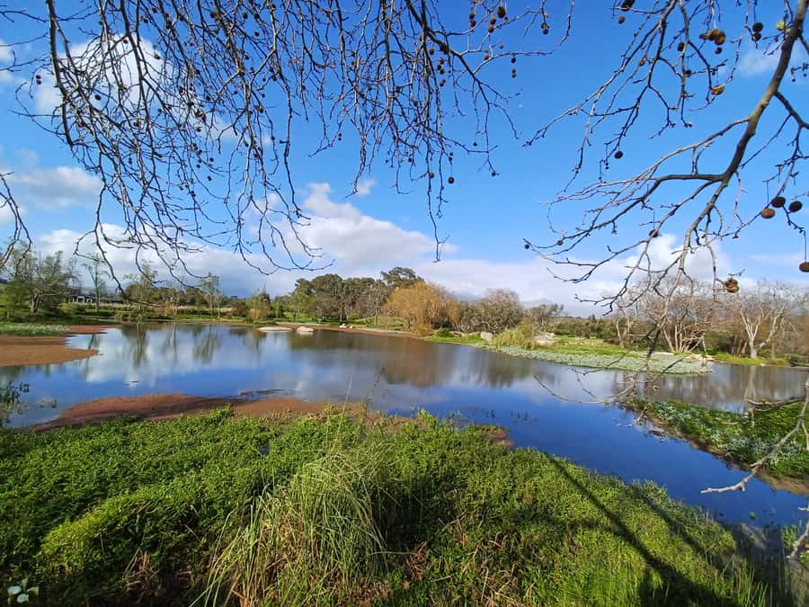 Cape Town: Stellenbosch Wine Half-Day Tour - From Your Cape Town Hotel, Straight North East