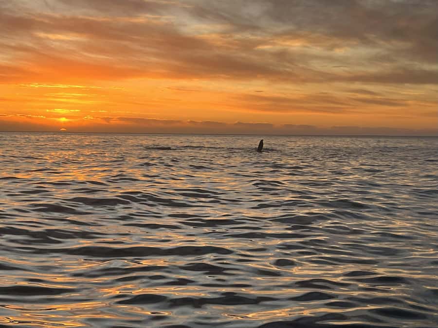 Cape Town: Sunset Cruise from V&A Waterfront with Bubbly - The cruise route: Table Bay to Milnerton lighthouse to Granger Bay