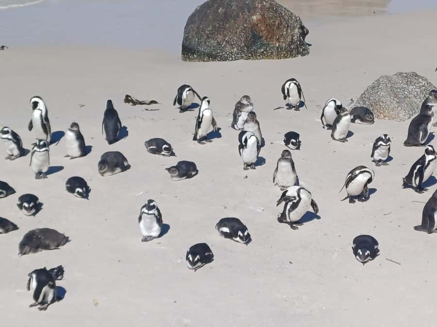Cape Town: Sunset Penguins & Cape of Good Hope Half-Day Tour - Entering Boulders Beach, home to African penguins