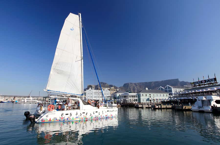 Cape Town: Table Bay Cruise by Catamaran - Sea Life on Table Bay: What You Might Spot Along the Route
