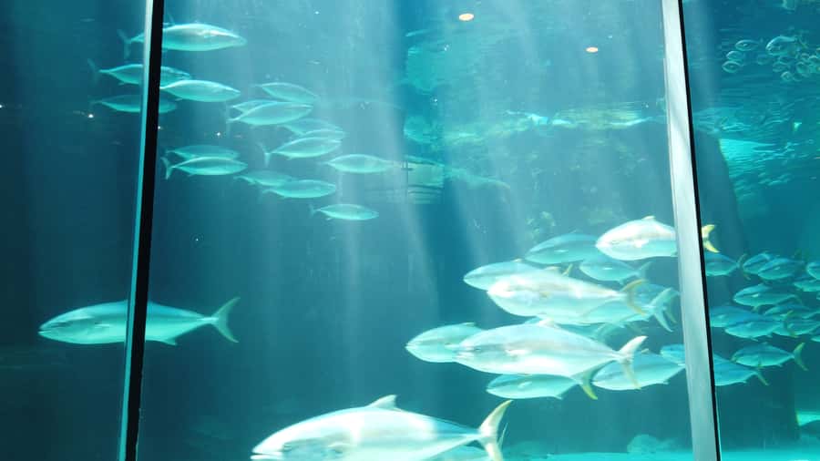 Cape Town: Table Mountain and Robben Island Tour - Practical tips so your day runs smoothly