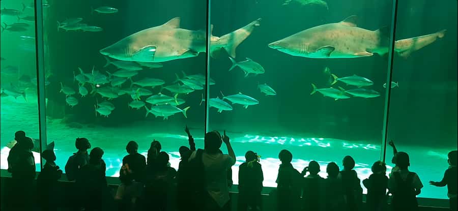 Cape Town: Table Mountain and Robben Island Tour - How Table Mountain and Robben Island work as a single day
