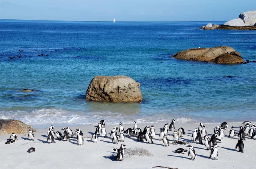Cape Town: Table Mountain & Cape of Good Hope Full-Day Tour - Price and value: what your $54 covers and what you should budget for