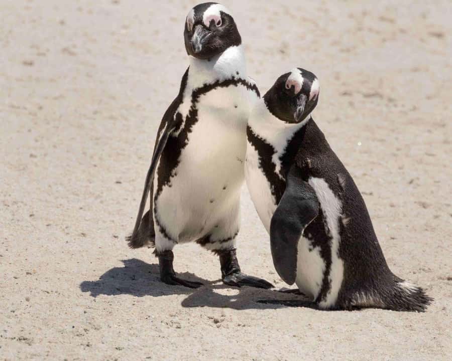 Cape Town: Table Mountain, Cape Point, and Penguins Tour - Cape of Good Hope: Rugged Edges and Ocean Noise