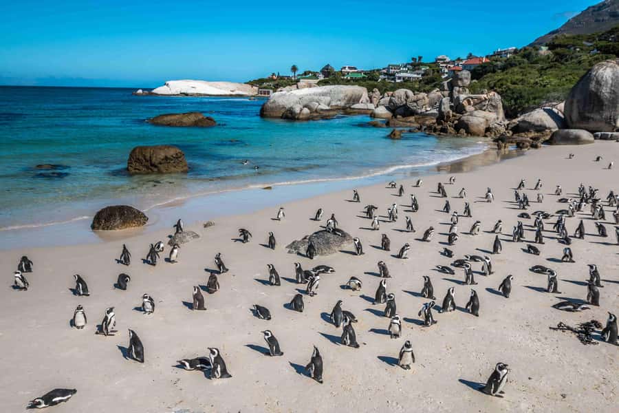 Cape Town: Table Mountain, Cape Point, and Penguins Tour - Boulders Beach Penguins: The Highlight That Feels Real