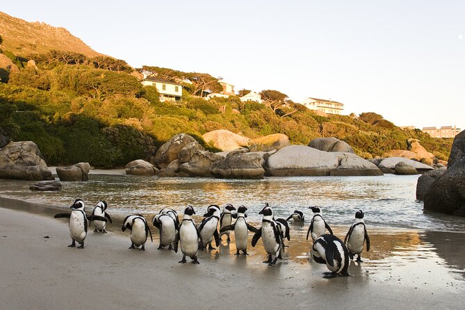 Cape Town Table Mountain Cape Point Penguins Full-Day Private Tour - Chapman’s Peak Drive: the curved-road wow factor