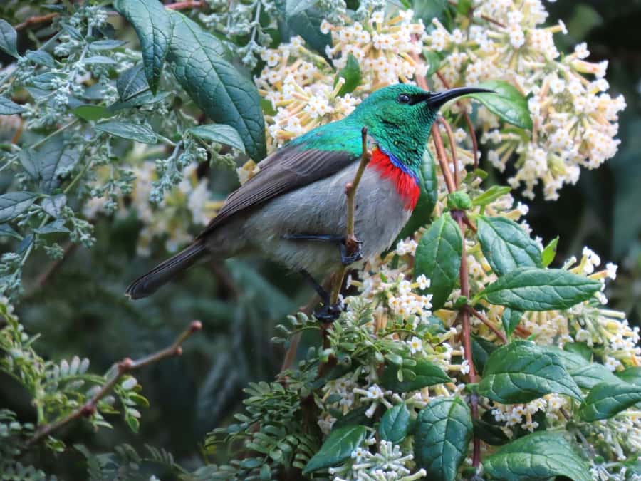 Cape Town: Table Mountain, Kirstenbosch Botanic Garden Tour - Getting Your Stops Right: How to Plan What You’ll Do in Each Place