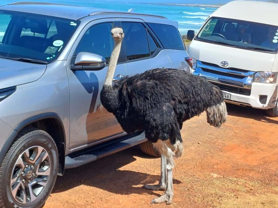 Cape Town Table Mountain Penguins & Cape Point All-inclusive - Key highlights at a glance