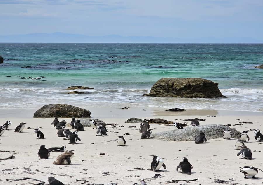 Cape Town Table Mountain Penguins & Cape Point All-inclusive - Table Mountain cable car: the best pay-off stop of the day