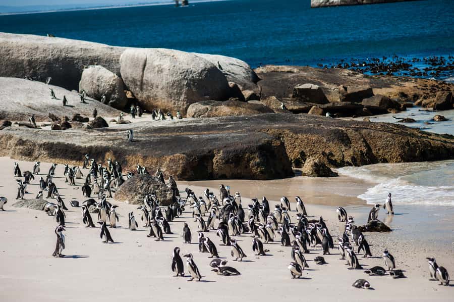 Cape Town: Table Mountain, Penguins & Cape Point Group Tour - Muizenberg from the shark spotting station, a calm photo close