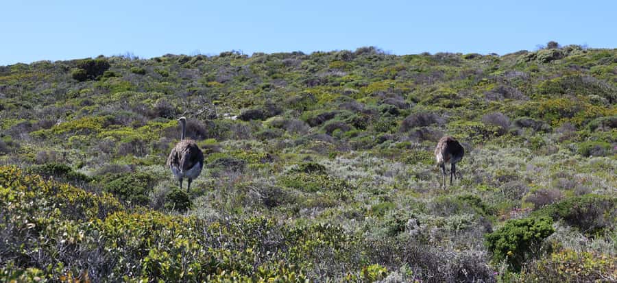 Cape Town: Table Mountain, Penguins & Cape Point Group Tour - Cape of Good Hope Nature Reserve, classic drama and short time
