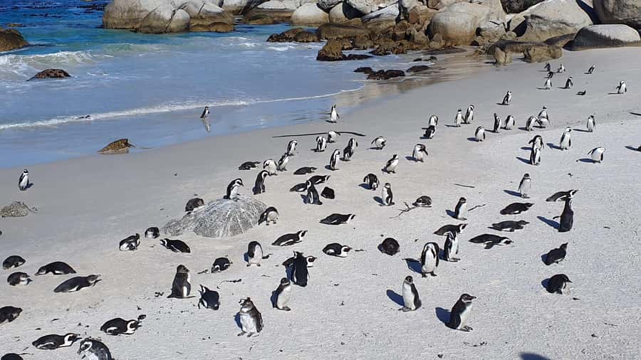 Cape Town: Table MT, Cape Point & Penguins Instagram Tour - Price and value: what the $46 covers, plus the real extras