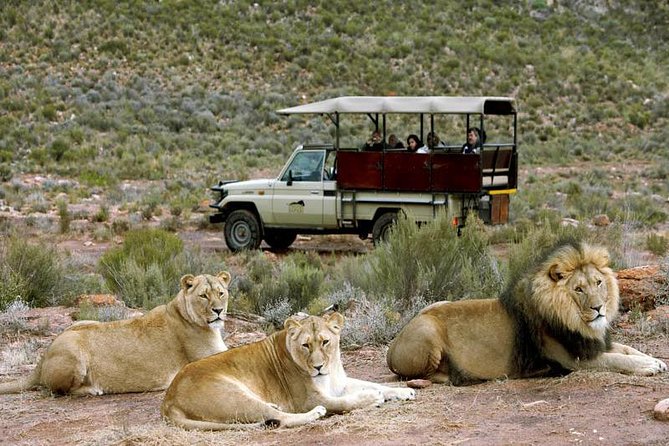 Cape Town - The Best of Aquila Safari Tour - Key things to know before you go