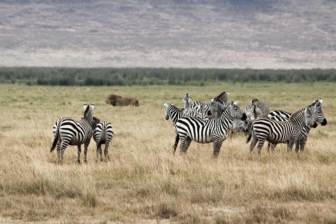 Cape Town - The Best of Aquila Safari Tour - Why this Aquila Big Five safari works well from Cape Town