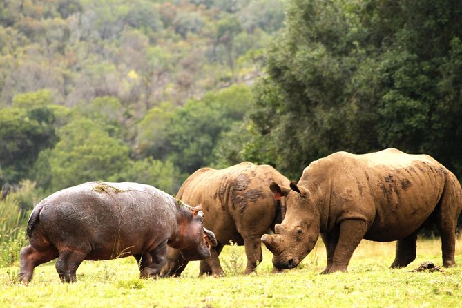 Cape Town - The Best of Aquila Safari Tour - Breakfast and lunch that keep you fueled for wildlife