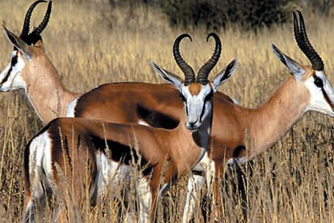 Cape Town - The Best of Aquila Safari Tour - The main event: a two-hour open 4x4 Big Five game drive