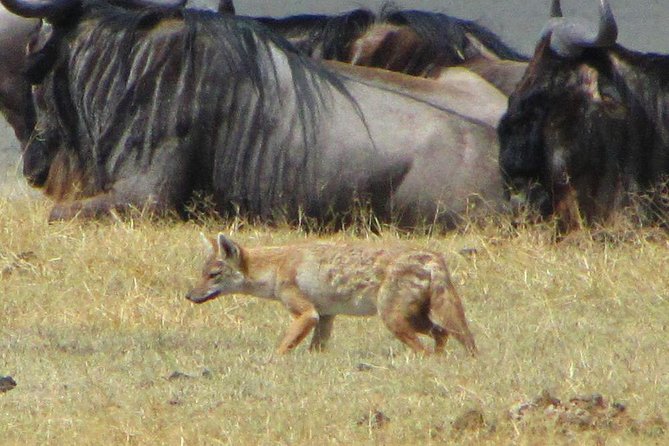 Cape Town - The Best of Aquila Safari Tour - Giraffe walk time: a bonus if the rangers allow