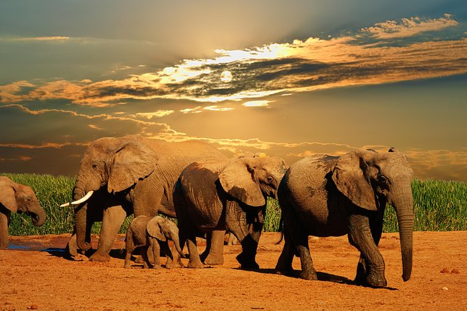 Cape Town - The Best of Aquila Safari Tour - Wine tastings and biltong pairing, plus a chance to buy