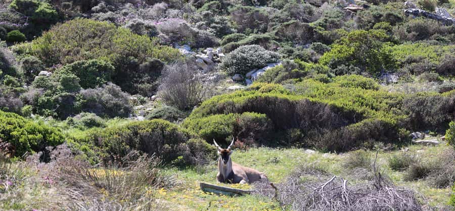 Cape Town: Tour Cape Point & Boulders Beach Penguin Day Trip - Cape of Good Hope Nature Reserve: the southwestern Africa moment